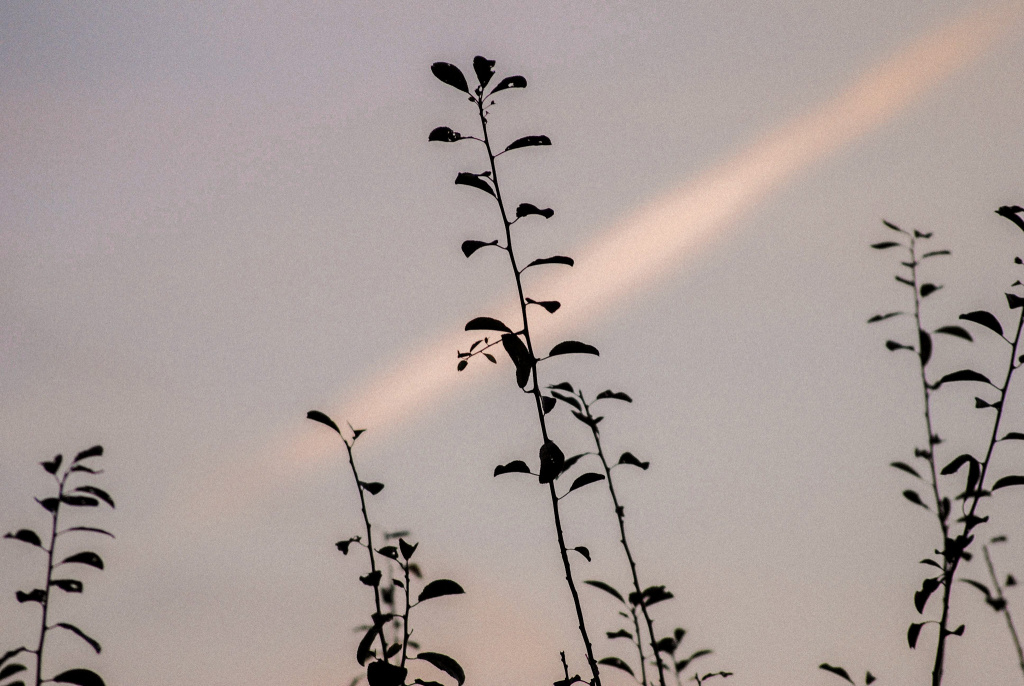 Photo plantes et ciel