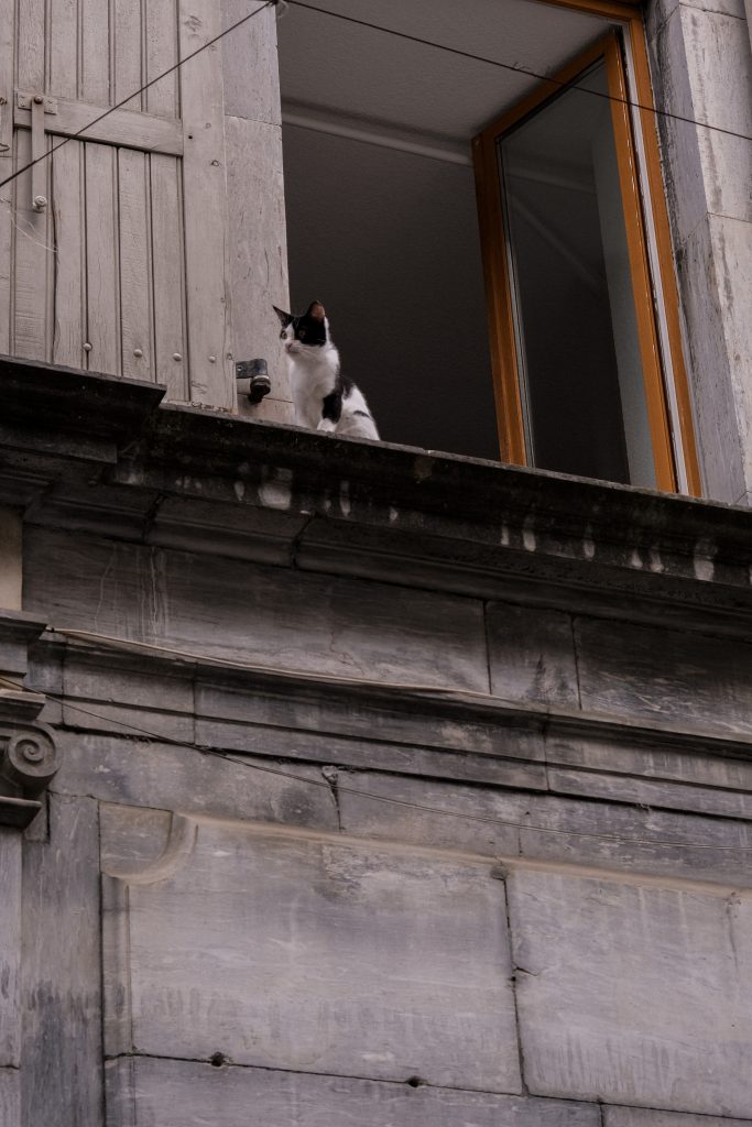 Photo de chat sur le rebord d'une fenêtre à Bagnères de Bigorre